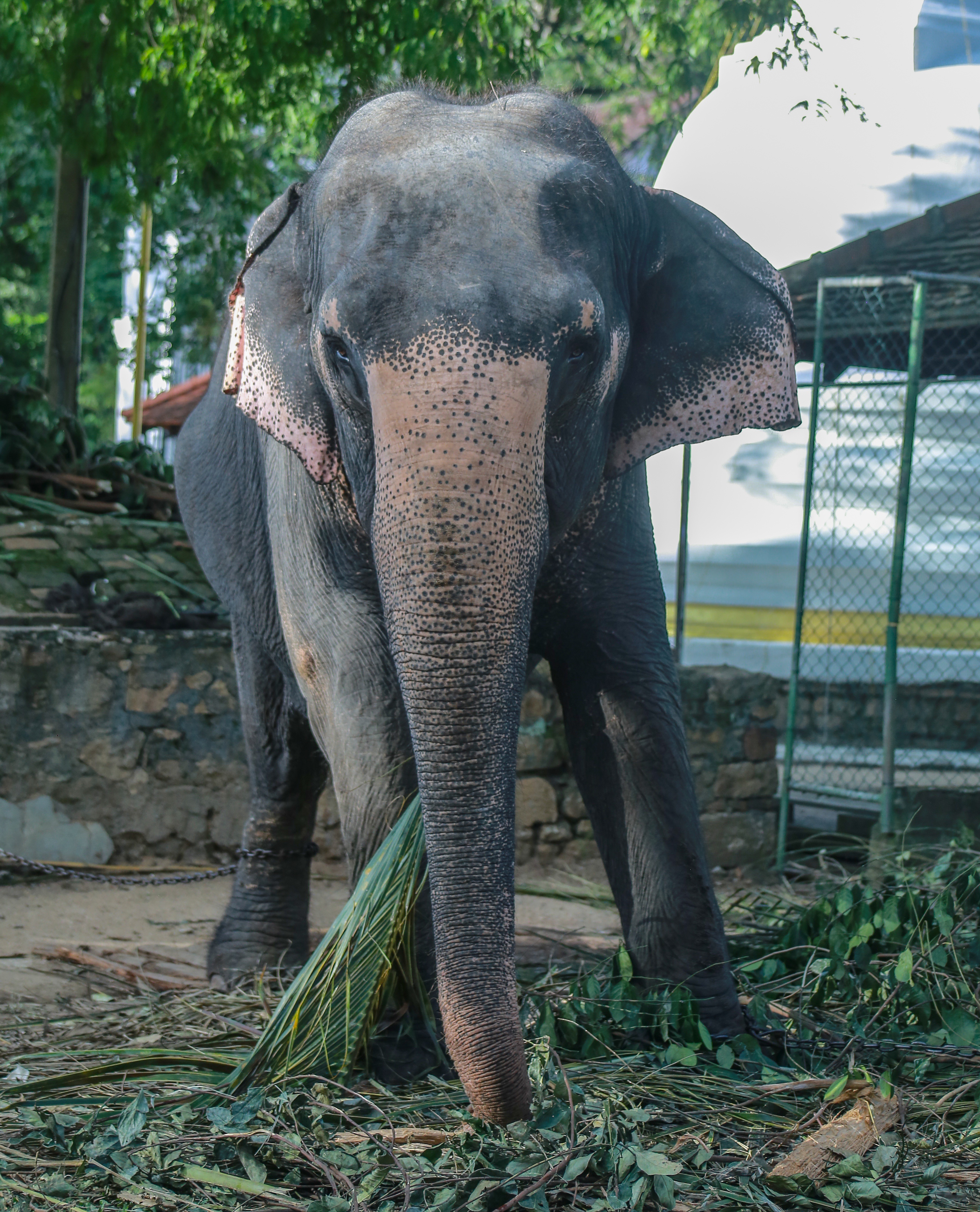 Kandy City